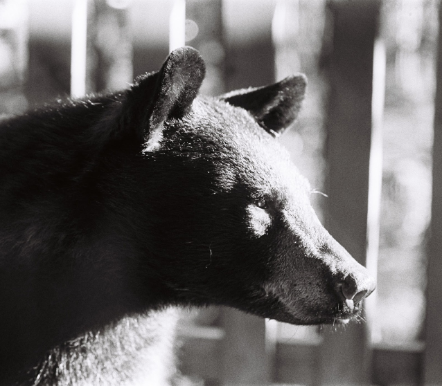 Close-up of a black bear