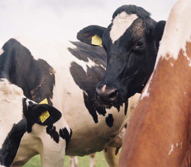 Close-up of a cow