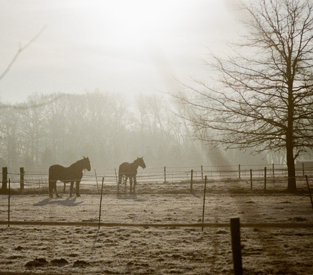 Horses in a misty field